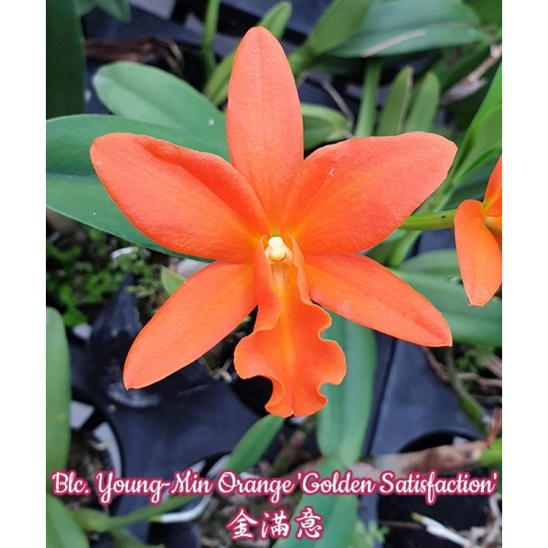 Орхiдея Blc. Young-Min Orange Golden Satisfaction - купити